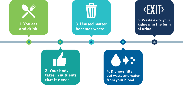 How kidneys function