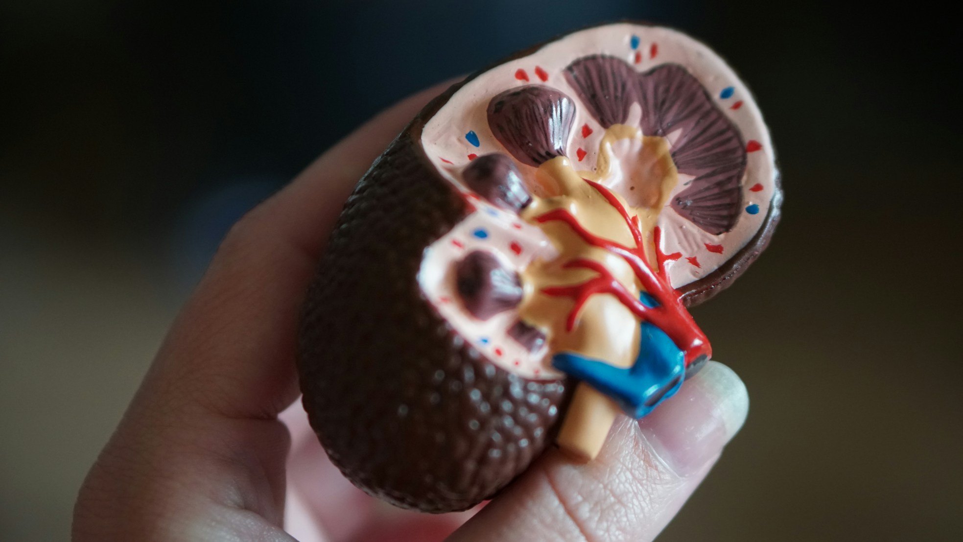 How Kidneys Work